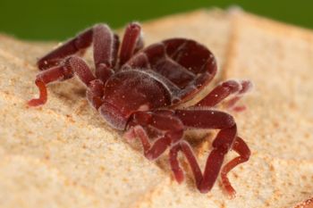 Media type: image;   Invertebrate Zoology 30914
